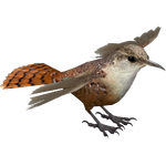 Canyon Wren (Whalebite)