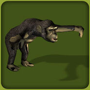 Chimpanzee