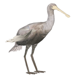 Yellow-billed Spoonbill (Jules)