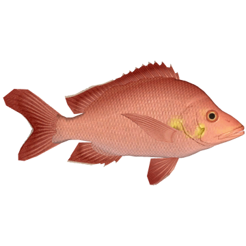 Mangrove snapper - Wikipedia