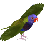 Blue-fronted Lorikeet (Deinonychus 110 & Maximilian)