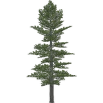 Himalayan Pine (Demon Hunter)