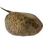 Ocellate River Stingray (Bunyupy, Ignacio, Maximilian & Zerosvalmont)