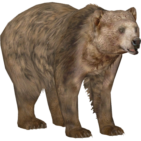 Himalayan Brown Bear