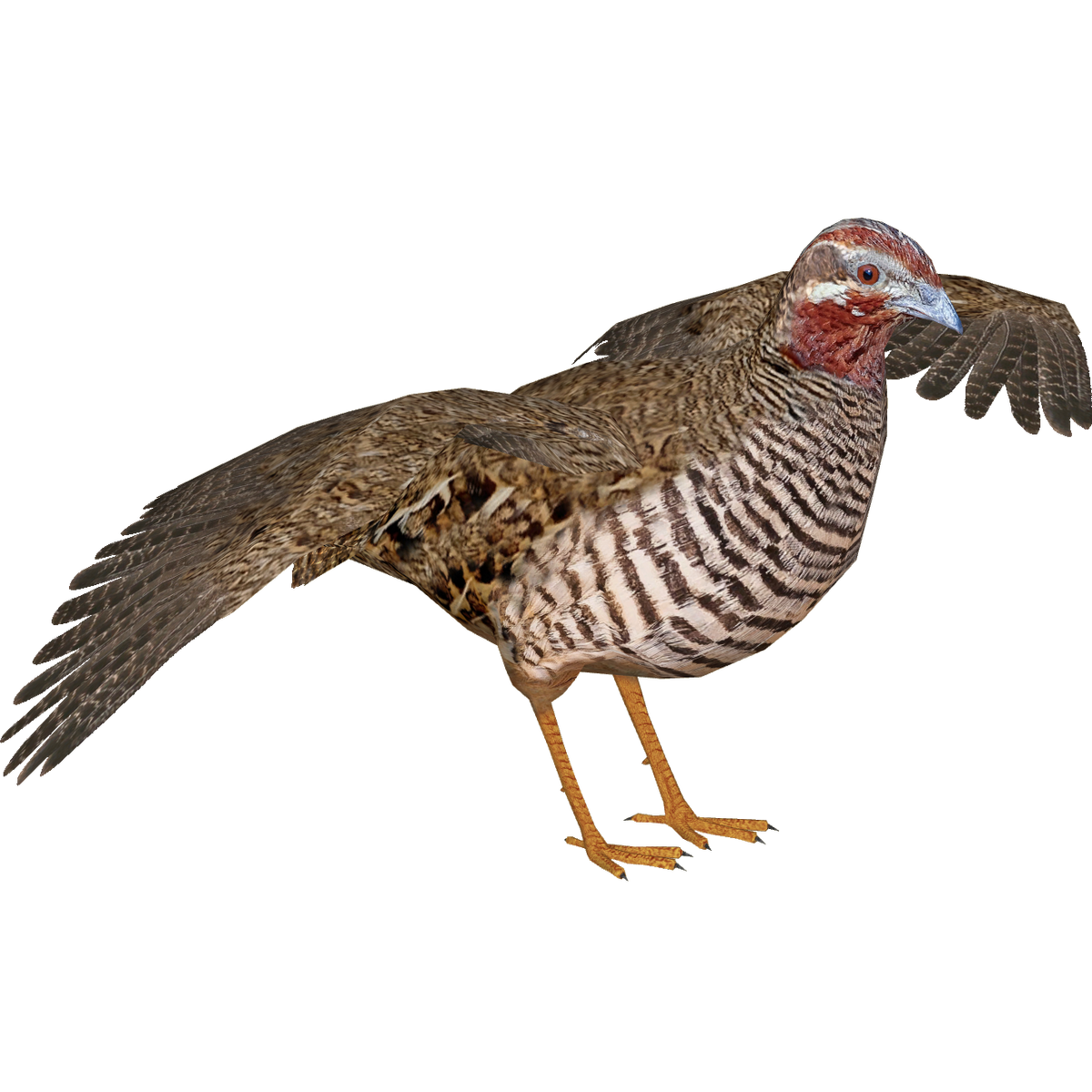 Jungle Bush Quail (Jules) | ZT2 Download Library Wiki | Fandom