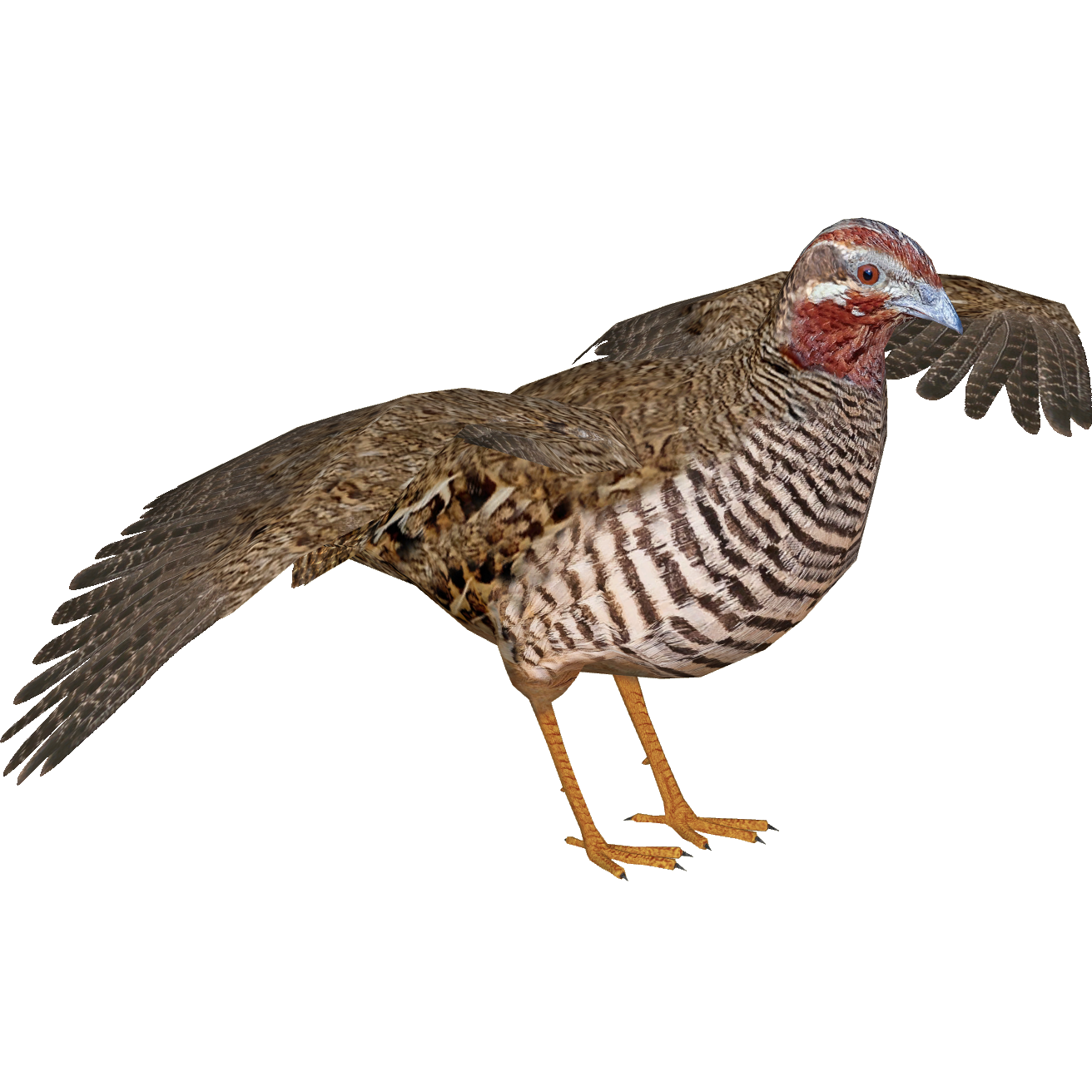 Jungle Bush Quail (Jules) | ZT2 Download Library Wiki | Fandom