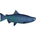 Sabertooth Salmon (Whalebite)