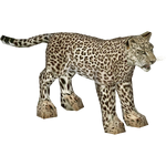 Arabian Leopard (Elephantium Creators Realm)