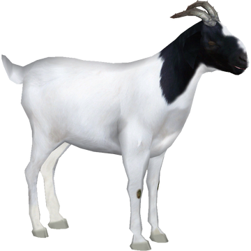 Boer Goat (slice) | ZT2 Download Library Wiki | Fandom
