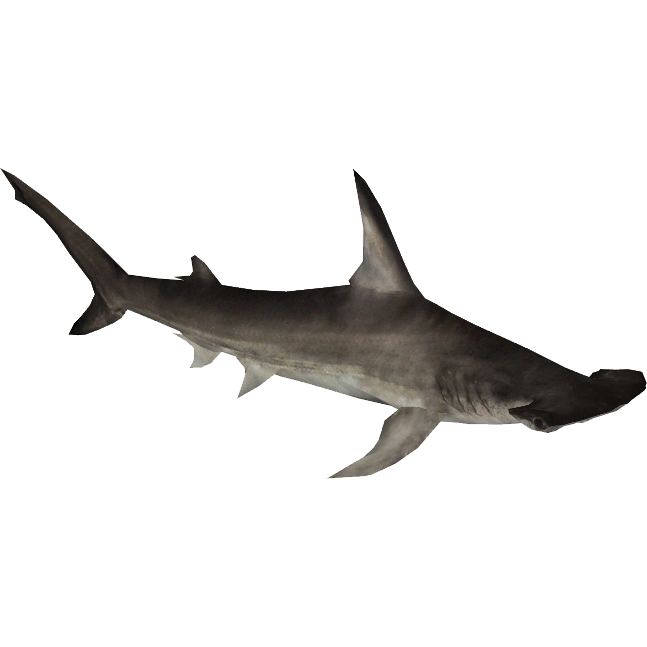 Great Hammerhead Shark (Zerosvalmont)/Version 1 | ZT2