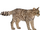 European Wildcat (HENDRIX)