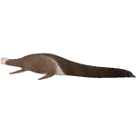 Hydrotherosaurus (Acinonyx Jubatus)