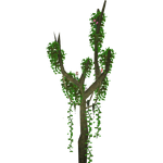 Climbing Jungle Tree (Whalebite)