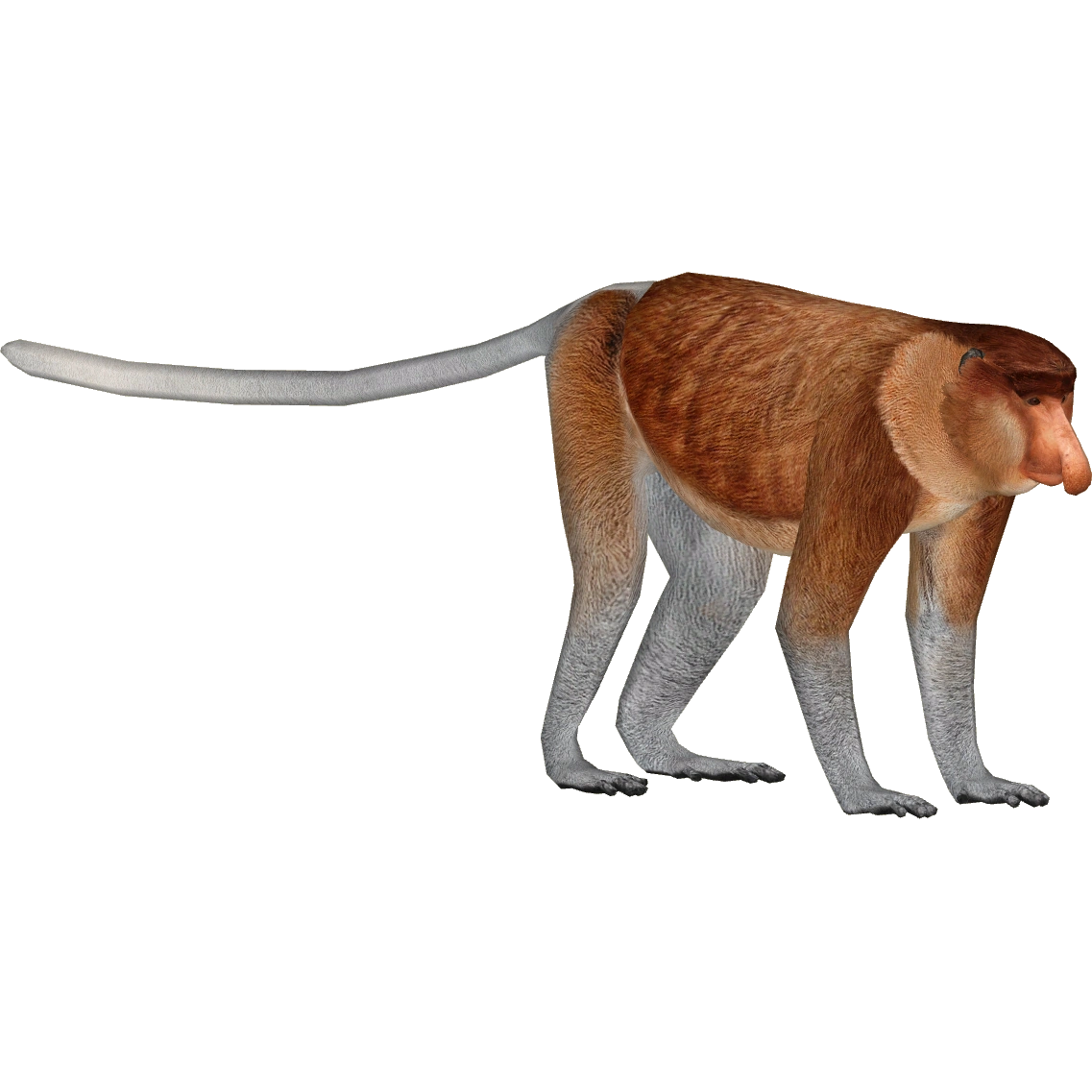 プロフ必読⭐︎monkey Proboscis Monkey (Jannick) | ZT2 Download Library Wiki | Fandom