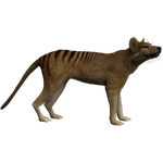 Thylacine (Aurora Designs) (256 KB) Thylacine (Aurora Designs)