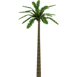 Category:Palms | ZT2 Download Library Wiki | Fandom
