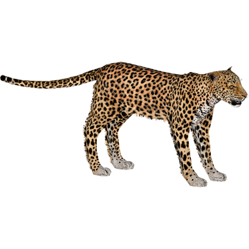 『 Green Leopard fam 』by Zuberi 60*60cm e0c5e55d-4938-435e-a00d-