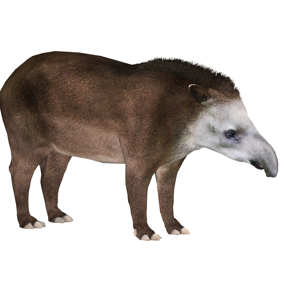 ドリアンレア品種苗 Durio macrantha Dwarf Type DD3 ドリアンレア品種苗 Durio macrantha Dwarf Type DD3 ドリアン