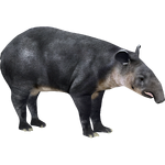 Baird's Tapir (Strigops)