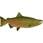 Chinook Salmon (Whalebite)