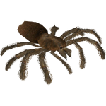 Eastern Tarantula (Terrena Laxamentum)