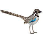 Long-tailed Ground Roller (Jannick)