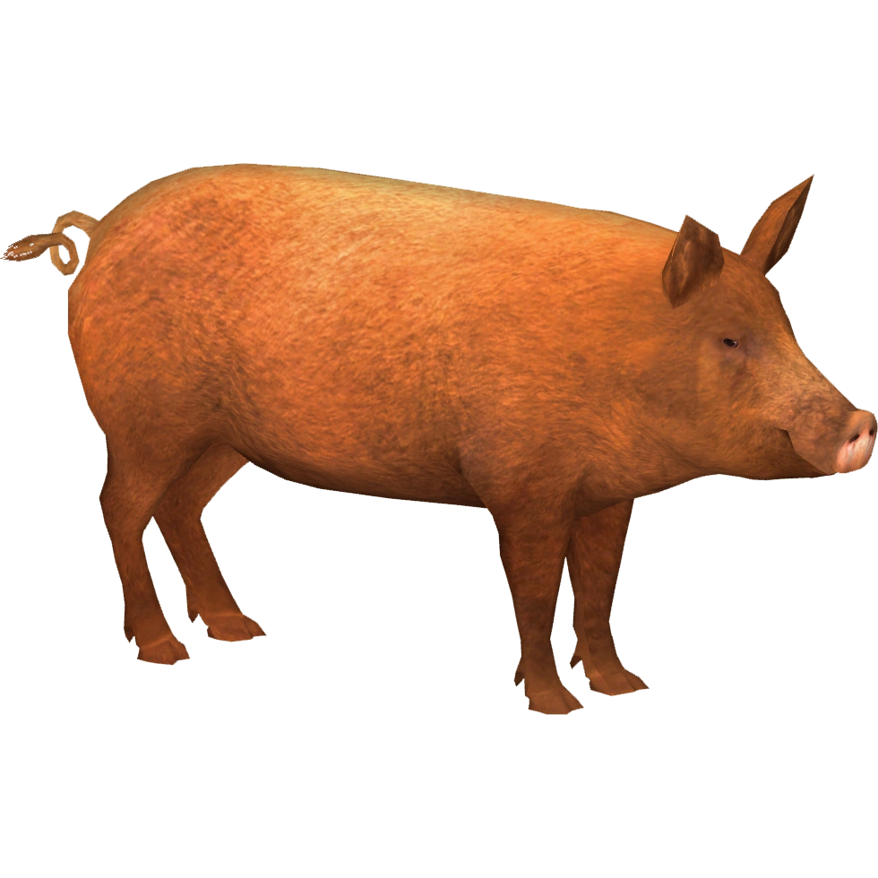 tamworth-boar