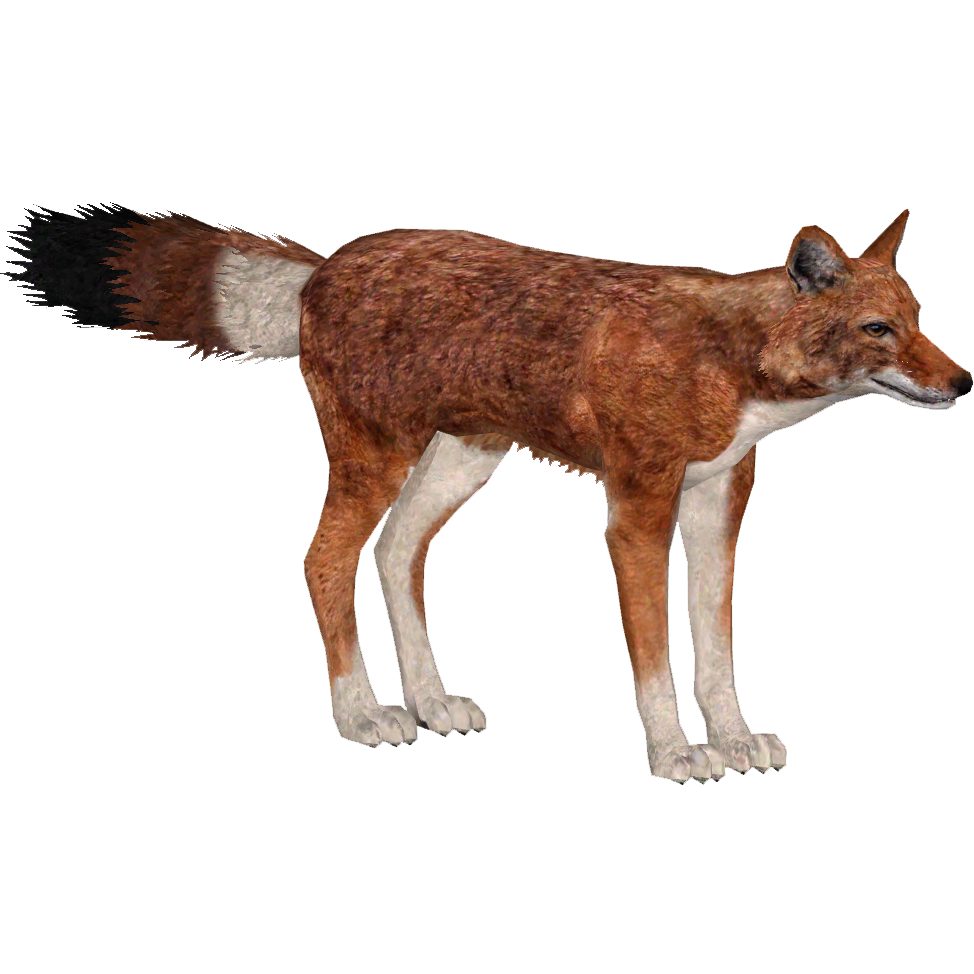 Ethiopian Wolf Aquila Zt2 Download Library Wiki Fandom