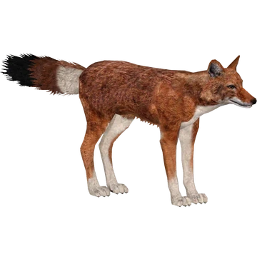 Ethiopian Wolf (aquila) | ZT2 Download Library Wiki | Fandom