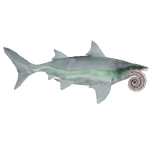 Helicoprion (Imago)