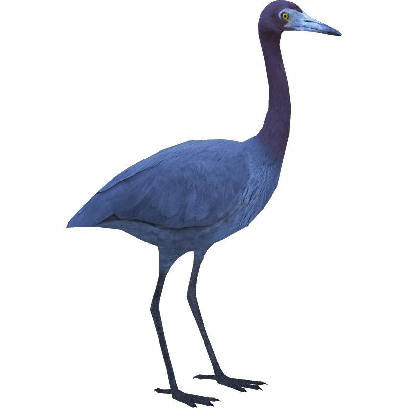 Little Blue Heron (Jules) | ZT2 Download Library Wiki | Fandom