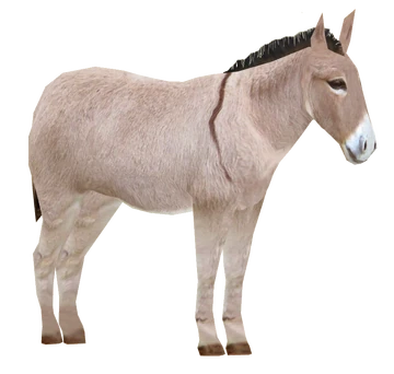 2点まとめ goodenough donkey shantii chino Miniature Mediterranean Donkey (Slice) | ZT2 Download