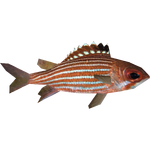 Reef Squirrelfish (Dycki1231)