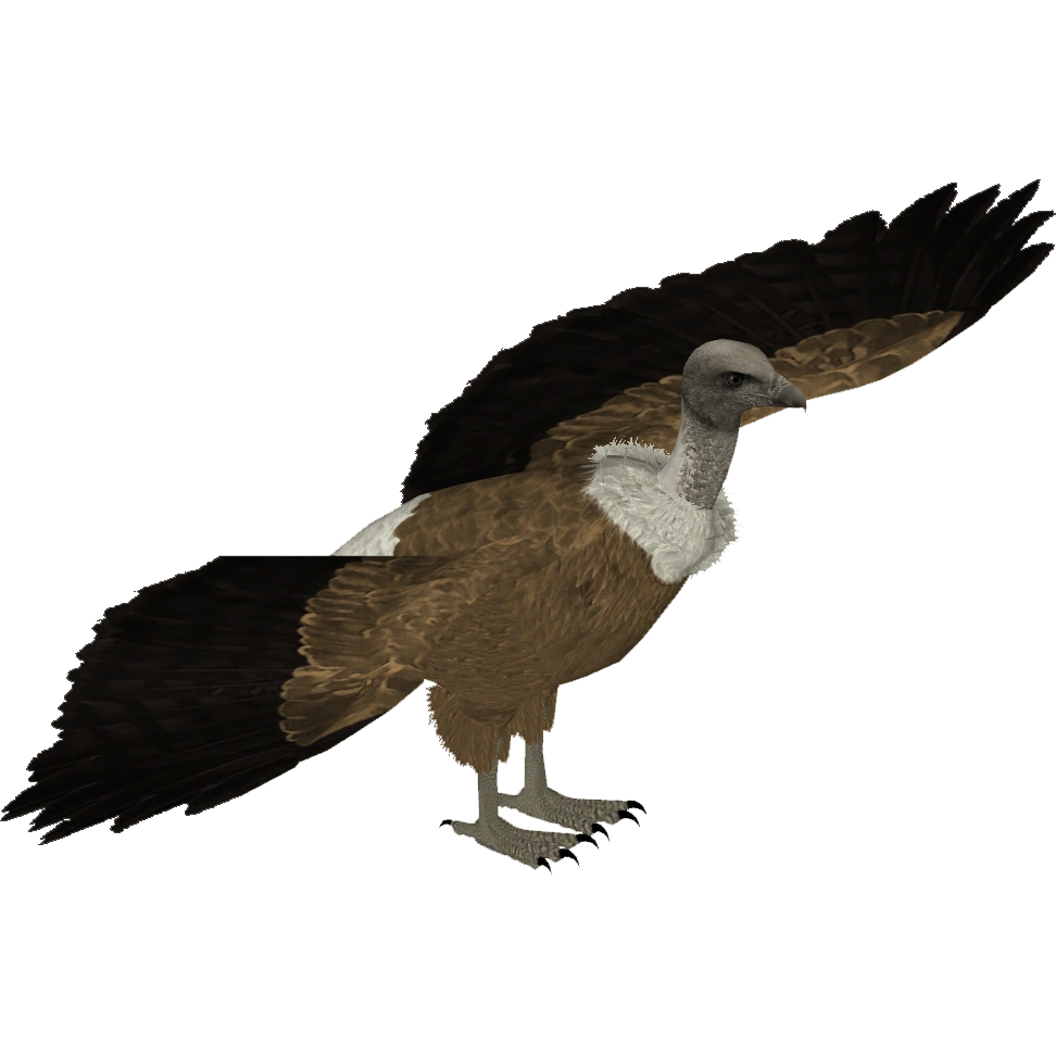 White-backed Vulture (Jannick) | ZT2 Download Library Wiki | Fandom