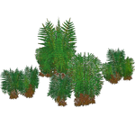 Large Ferns (Zooa)