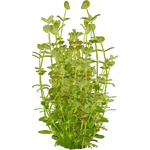 Rotala indica (PaJaS30) (654 KB) Rotala indica (PaJaS30)