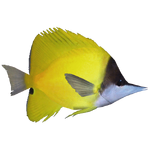 Forceps Butterflyfish (Thom)