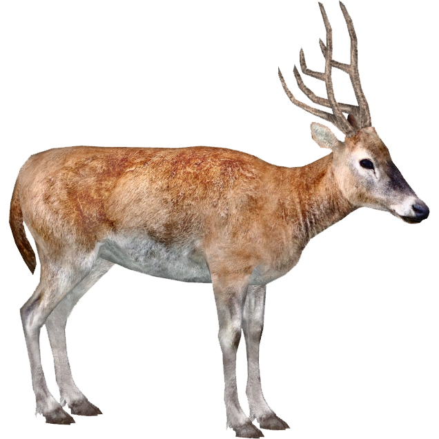 GOATBED DEER FRENDS & SARAH BREAD 配布CD CD
