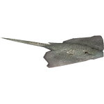 Thornback Ray (HENDRIX)/Version 1