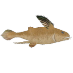 Iniopteryx (Imago)
