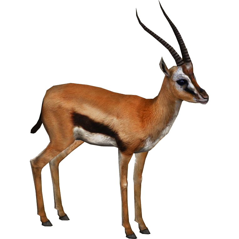 Live Food Gazelle (Tamara Henson & WorkowatyWilczek) | ZT2 Download Library Wiki | Fandom Live Food Gazelle (Tamara Henson & WorkowatyWilczek) | ZT2 Download Library Wiki | Fandom