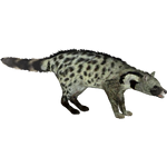 Malabar Civet (Cosmius)