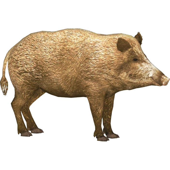 Wild Boar (HENDRIX) | ZT2 Download Library Wiki | Fandom