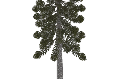 Tree – Demons Antarctic Monkey-puzzle Tree (Demon Hunter) | ZT2 Download Library