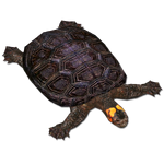 Bog Turtle (MiBound)