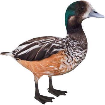 Chiloé Wigeon