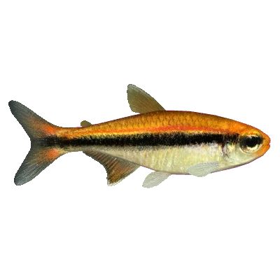 Chocolate Neon Tetra (PaJaS30) | ZT2 Download Library Wiki | Fandom
