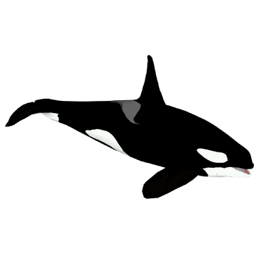 Grounds Orca black white × black Grounds Orca Wave Sneakers Black – ESSXNYC