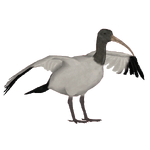 African Sacred Ibis (Jules)