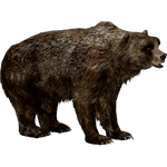 European Cave Bear (Doc118)